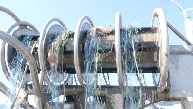 Crabs being lifted by net from fishing boat