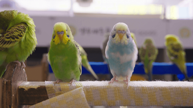 Colorful parrots perched on an indoor bar