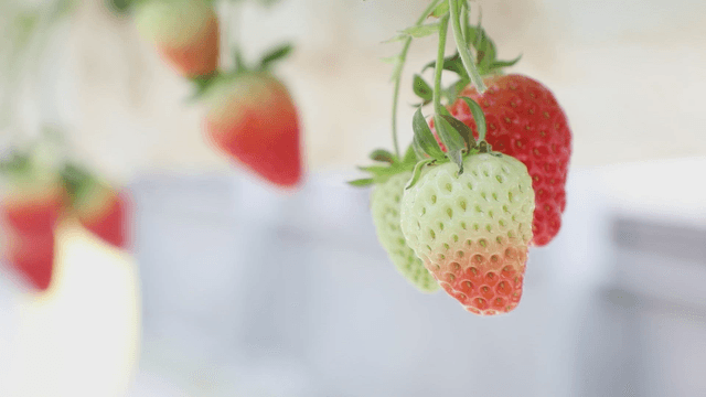 Ripe and unripe strawberries hanging