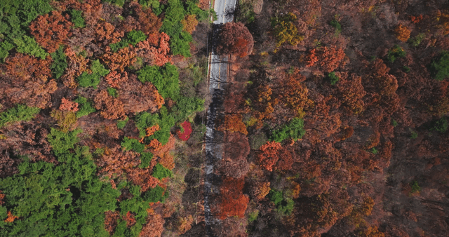 Winding road through a colorful autumn forest