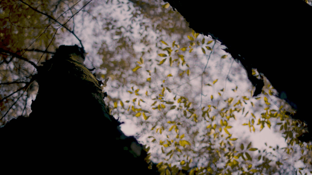Looking up at autumn leaves in a forest