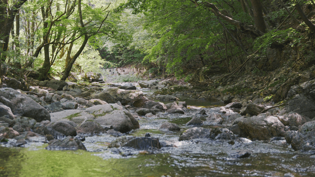 Bridge in a forest over a peaceful stream