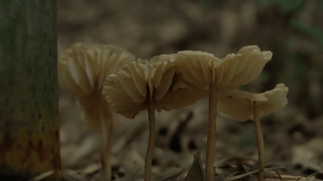 Mushrooms growing on forest floor