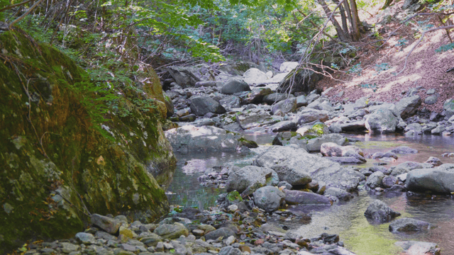 Tranquil forest stream with rocks