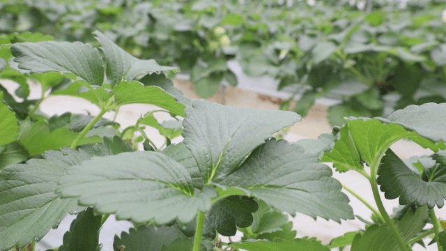 Green leaves in a greenhouse
