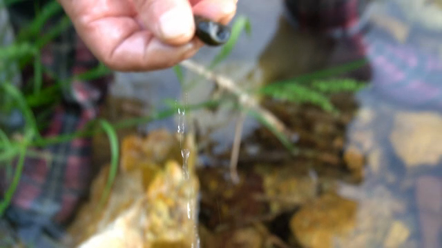 A hand picking up a marsh snail from a clear stream