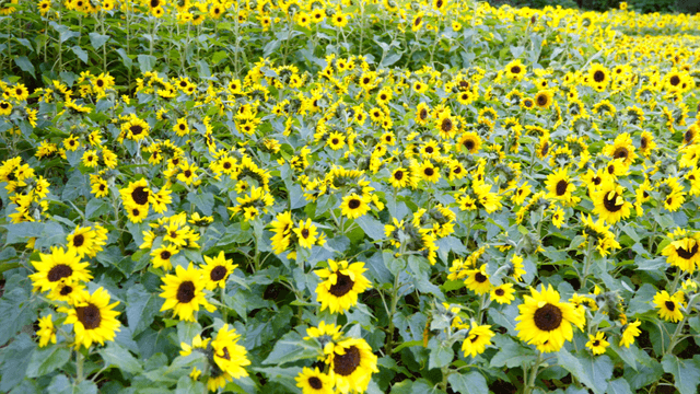 Fully blooming sunflower field in summer