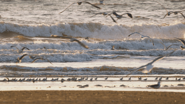 Seagulls flying over ocean waves