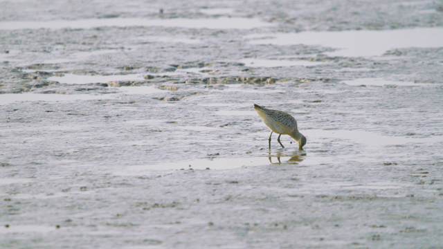 Sandpiper foraging on the tidal flat