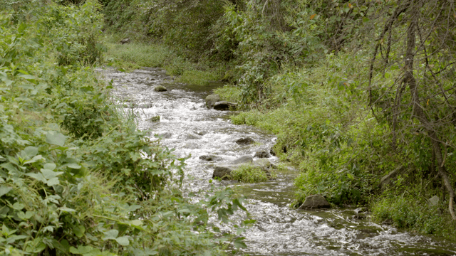 푸른 숲을 흐르는 고요한 강