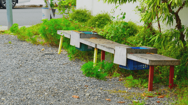 Old wooden bench with surrounding plants