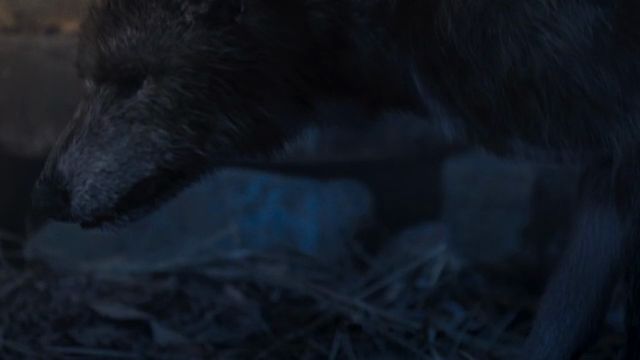Wolf sniffing in the dark forest