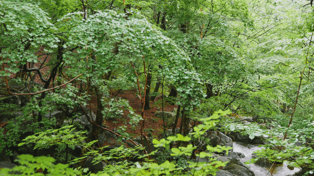 Small stream flowing through dense forest