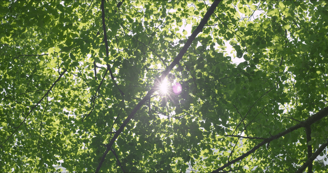 Sunlight filtering through green leaves