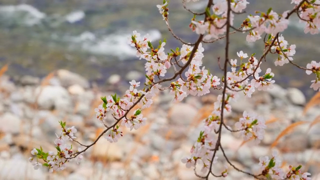 Cherry blossoms by a flowing stream