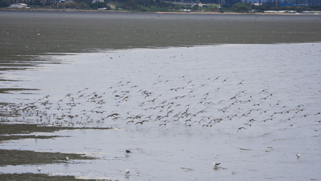 해안 갯벌 위를 나는 새들