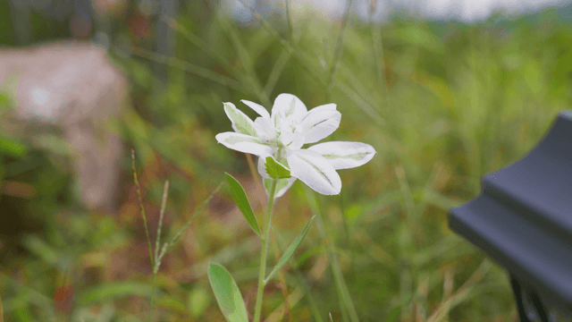 White flowers blooming in green field