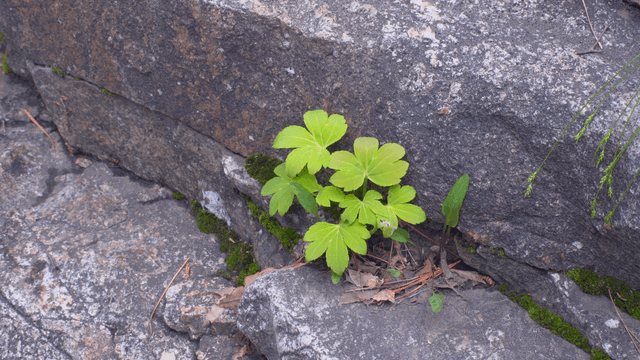 Green plant growing between rocks