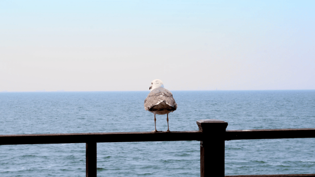 Seagull perched on a wooden railing by the sea
