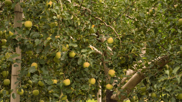 Apple tree full of green apples