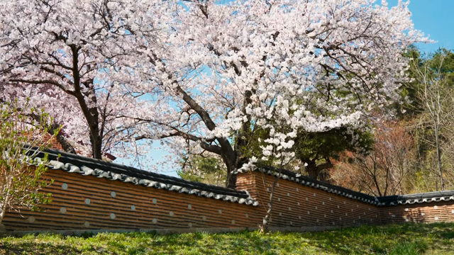 Cherry blossoms over a traditional wall