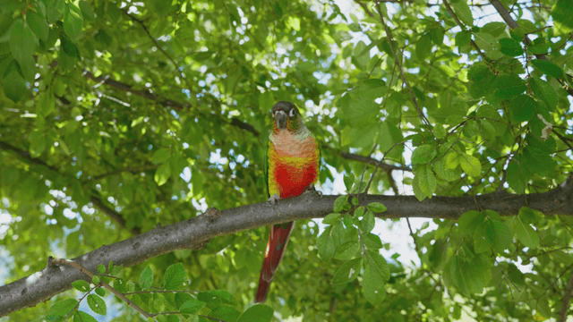Parrot on a tree branch