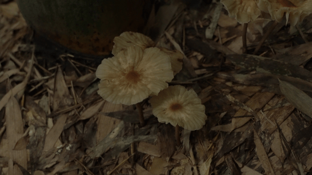White mushrooms growing on forest floor