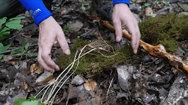 숲에서 산삼 채취