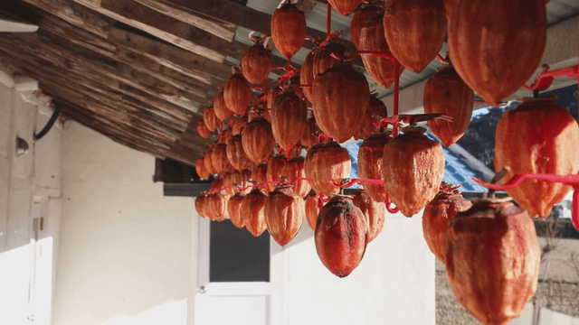 Dried persimmons hanging under a roof