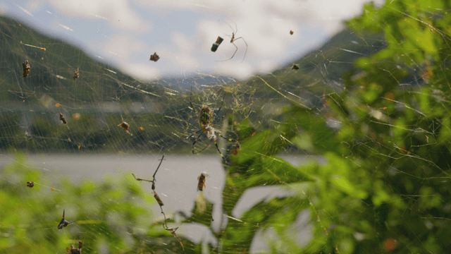 Spider on web among wind blown leaves