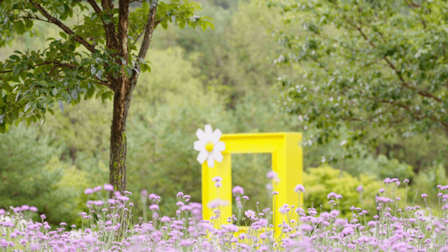 Field of purple flowers with a yellow frame