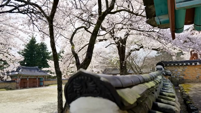 Cherry blossoms in a traditional Korean courtyard