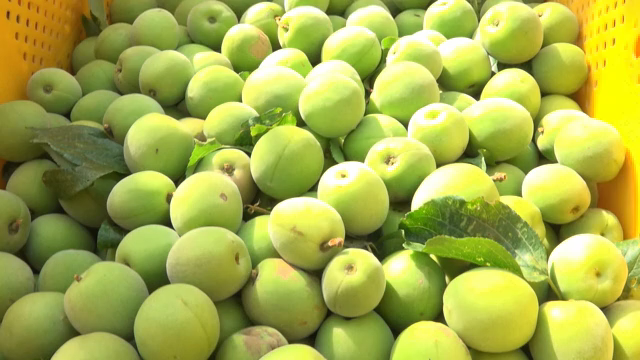 Green plums in a yellow crate