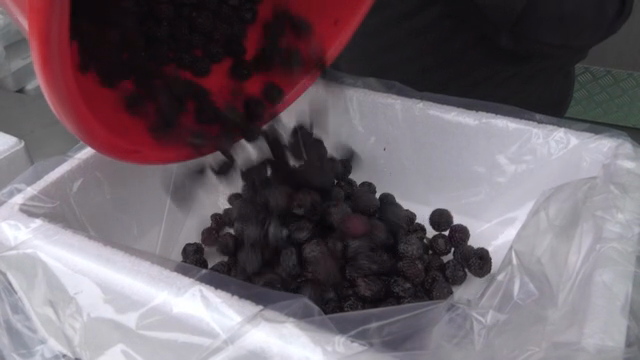 Black raspberries being poured into a container