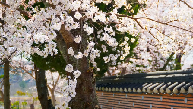 Cherry blossoms in full bloom by a traditional wall